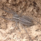 Carolina Wolf Spider