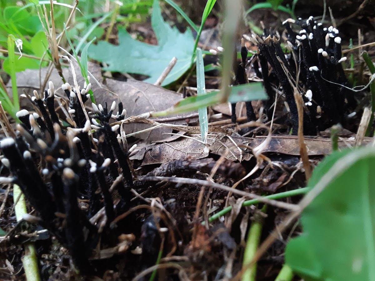 Candlesnuff Fungus