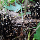 Candlesnuff Fungus