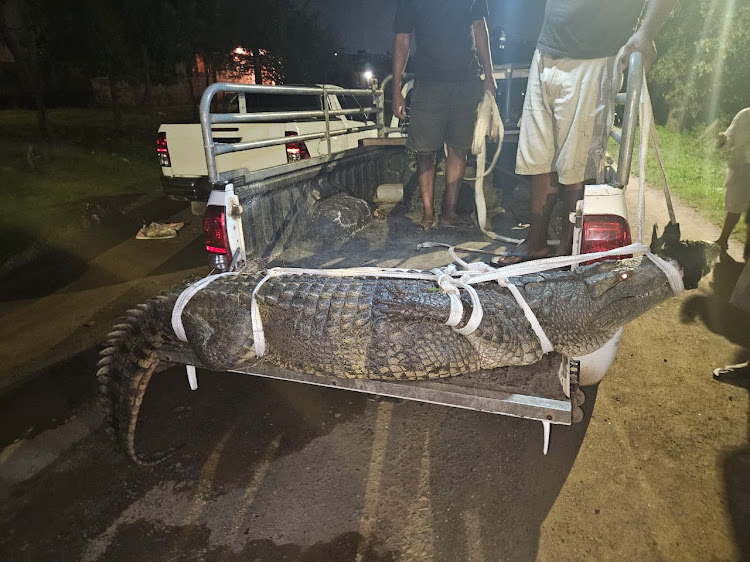 A police station near Mandeni called for assistance from IPSS Search and Rescue about 10pm on Wednesday for a crocodile at the station.