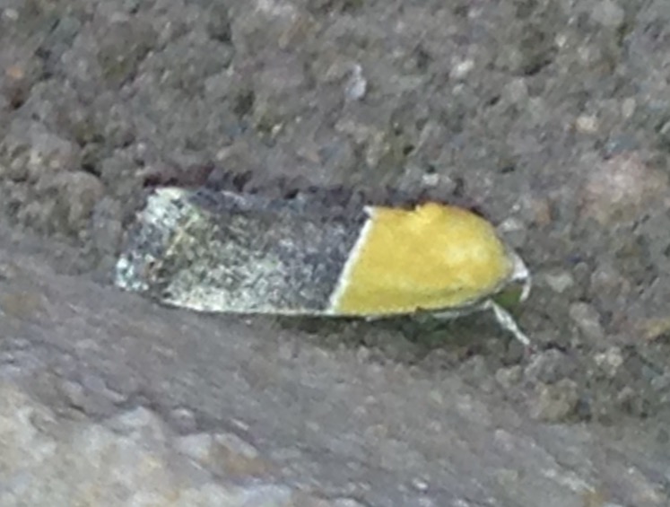 Ponometia Moth