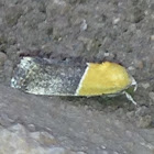 Ponometia Moth