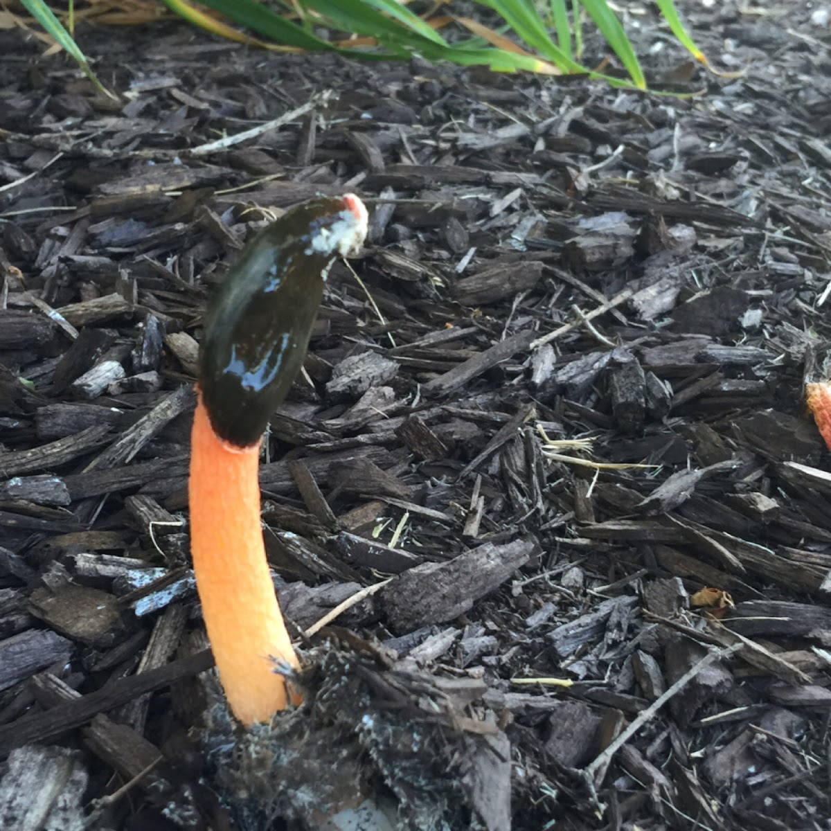 Devil's stinkhorn