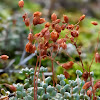 Stonecrop