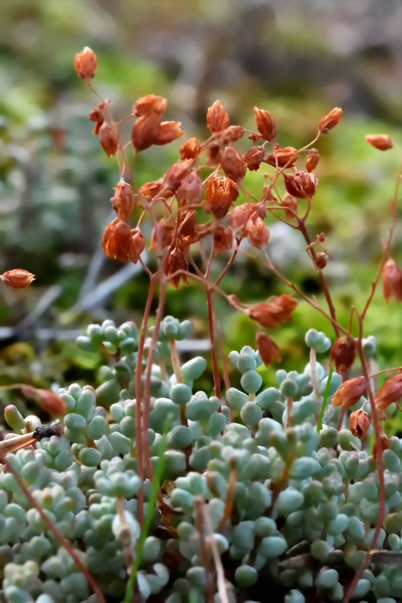 Stonecrop