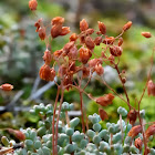 Stonecrop