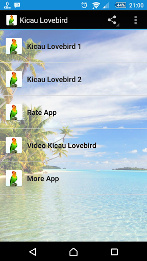 Kicau Lovebird