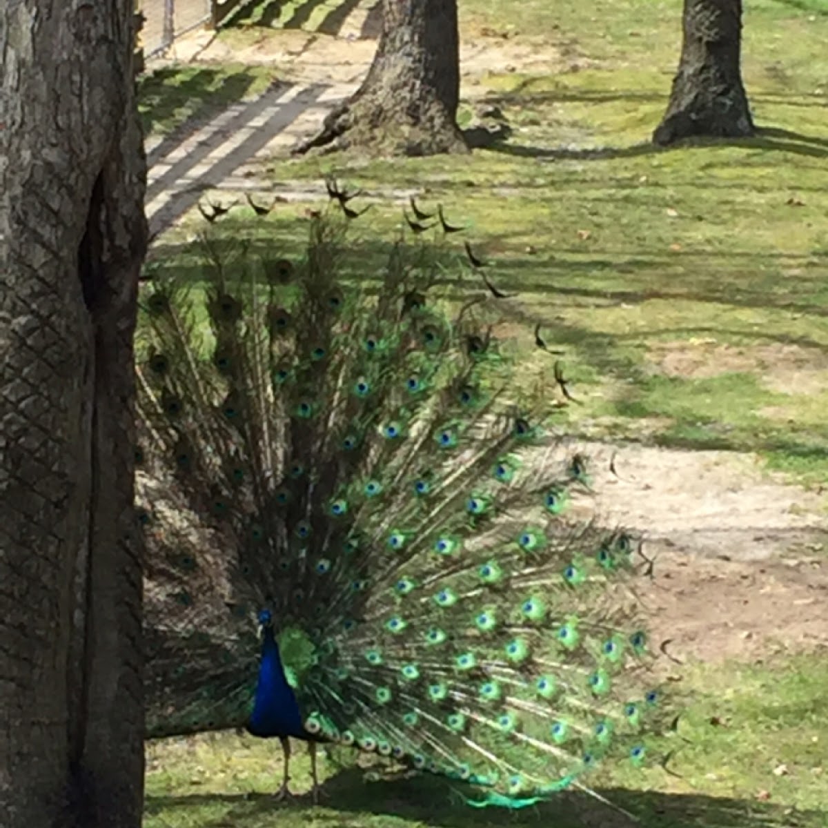 Peacock