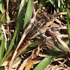 Blue Corporal (female)