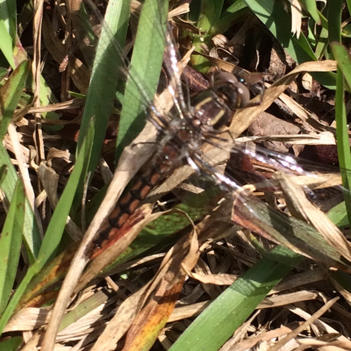 Blue Corporal (female)