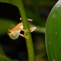 Montevideo tree frog