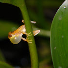 Montevideo tree frog