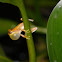 Montevideo tree frog