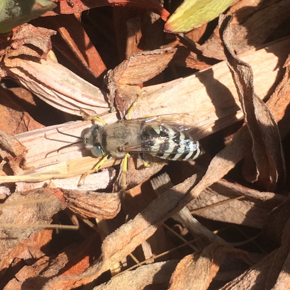 Western Sand Wasp