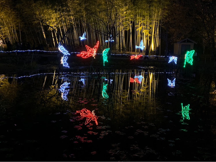 アルト ターボRSの冬の風物詩・国営備北丘陵公園・イルミネーション2023・愛犬とドライブ・豆柴の居る暮らしに関するカスタム事例の投稿画像36枚目