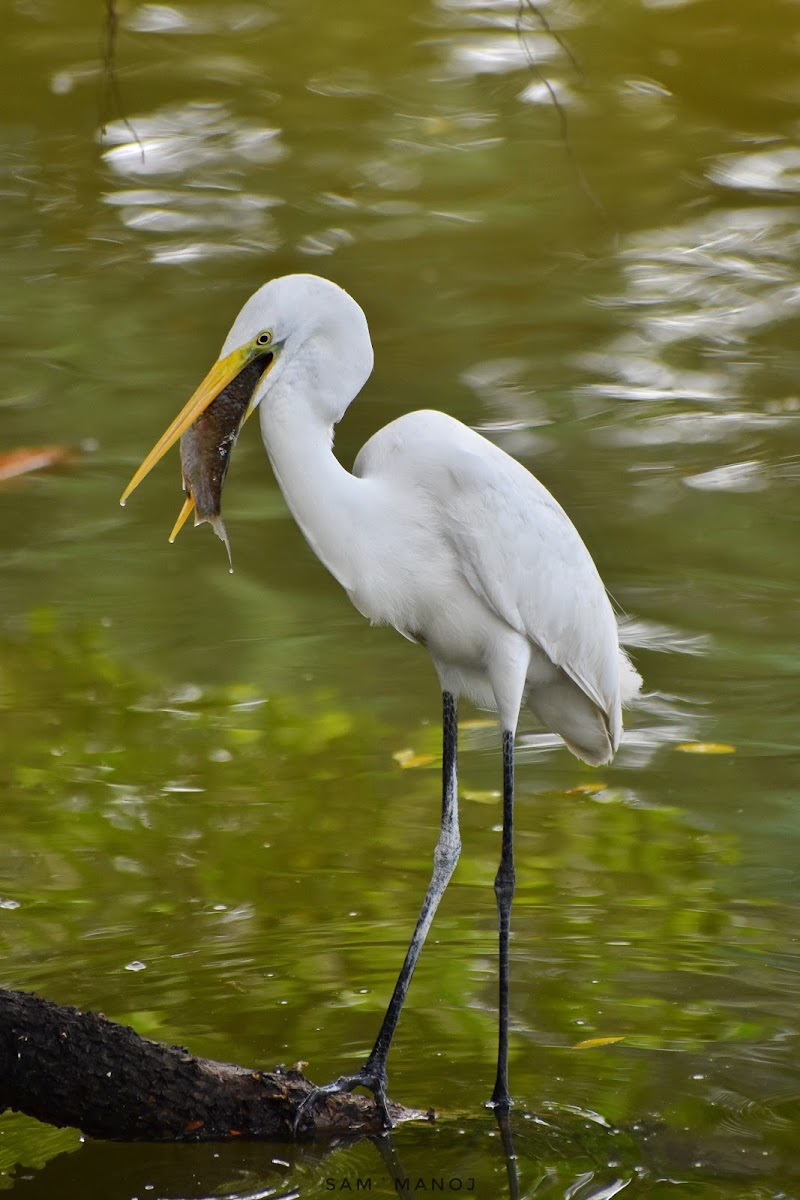 Great Egret