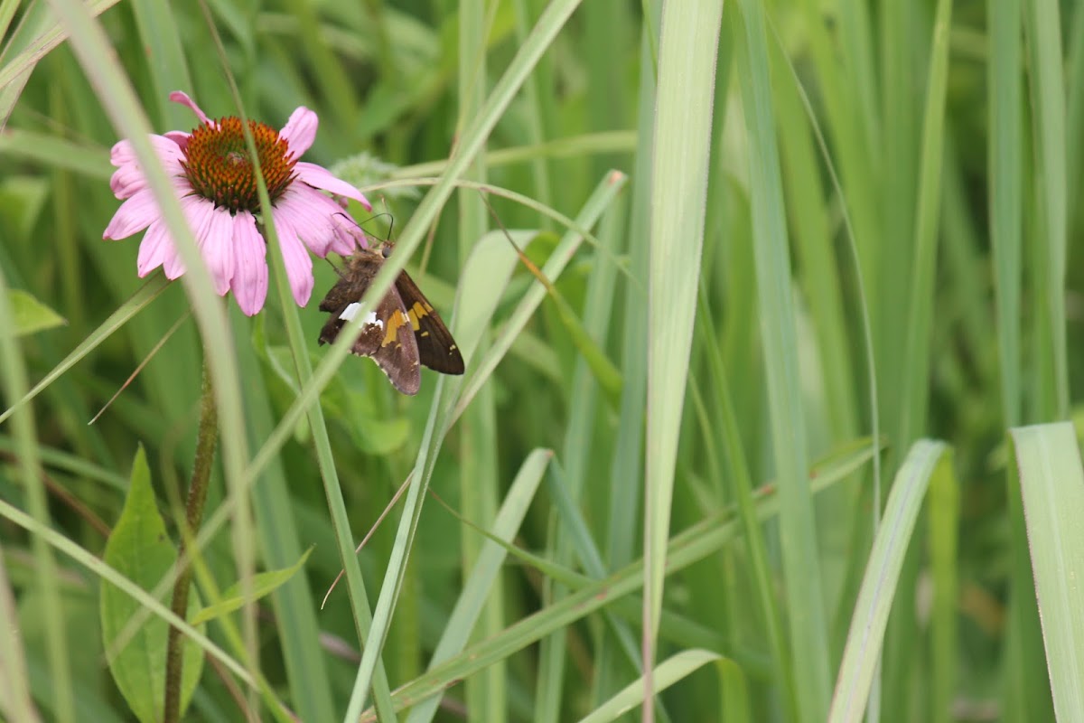 Silver-spotted Skipper