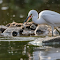 Item logo image for Stork Catching Fish