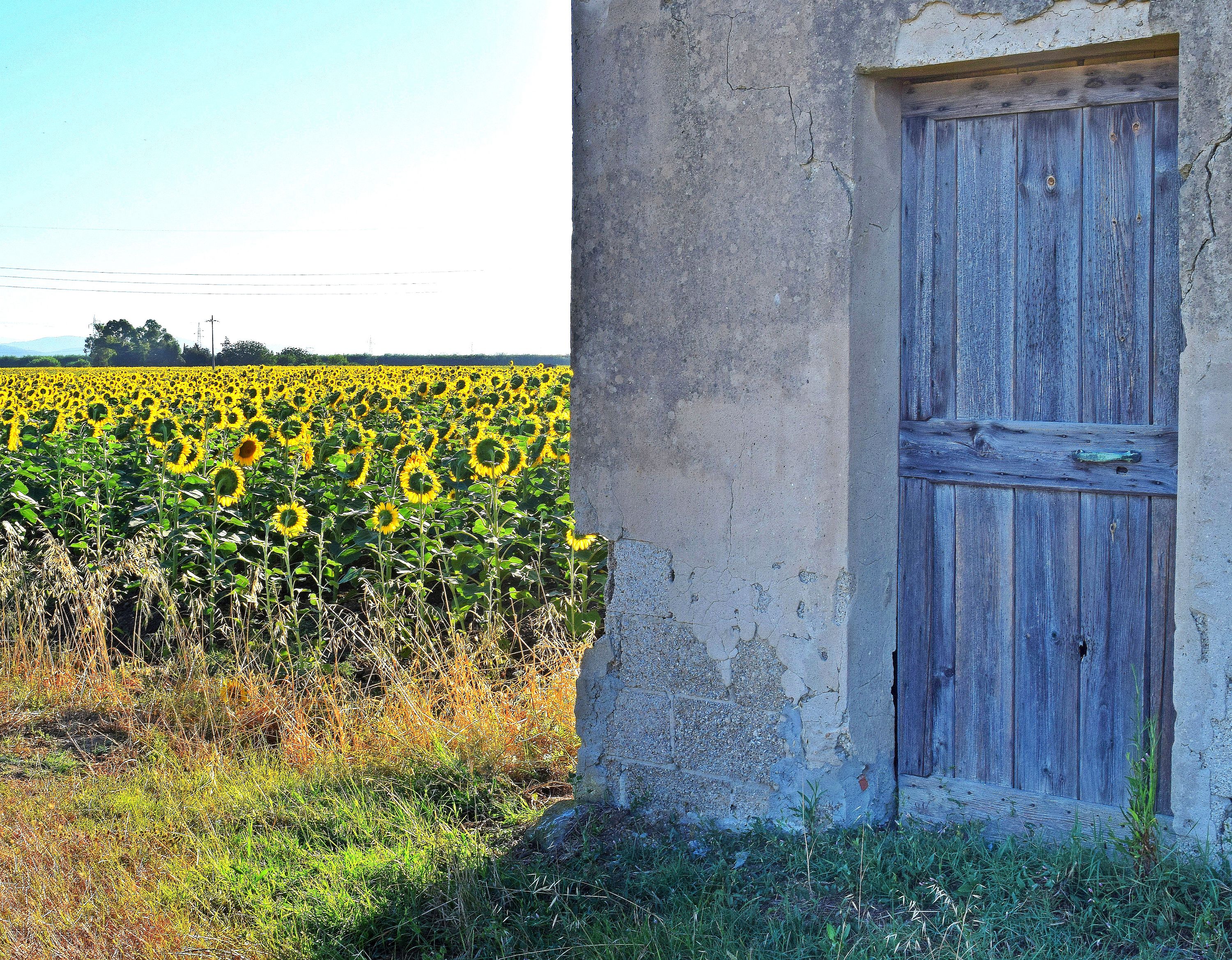 La porta dei girasoli di Luciano Fontebasso