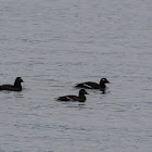 White-winged Scoter