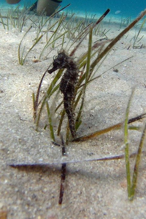 Long-snouted Seahorse