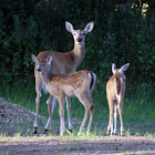 White-tailed Deer (Family)