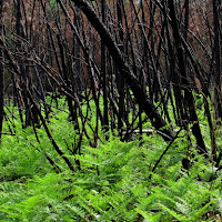 La rinascita dal bosco bruciato dal fuocio di 