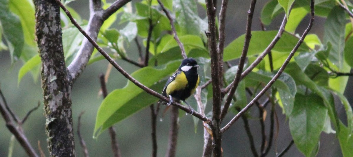 Green-backed Tit