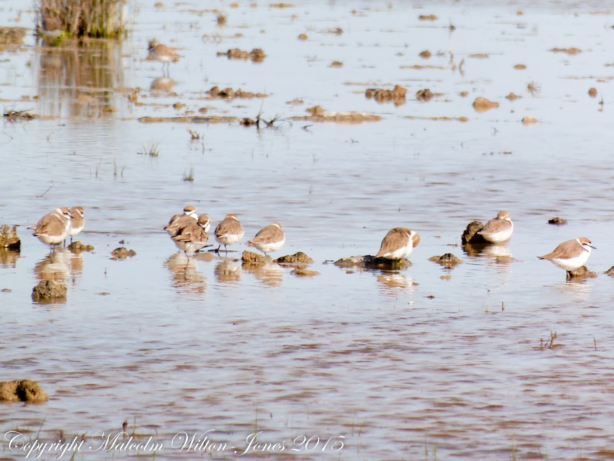 Kentish Plover; Chorlitejo Patinegra