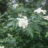 American elderberry