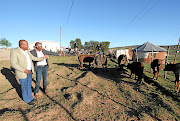 Prince Siganeko  Dalindyebo  of the Tembu and AmaQwathi  royal spokesman Prince Dabulingwe  Ndzima  inspecting some of the cattle  paid for ilobolo. 