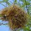 social weaver nest