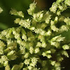 Roundleaf Thoroughwort