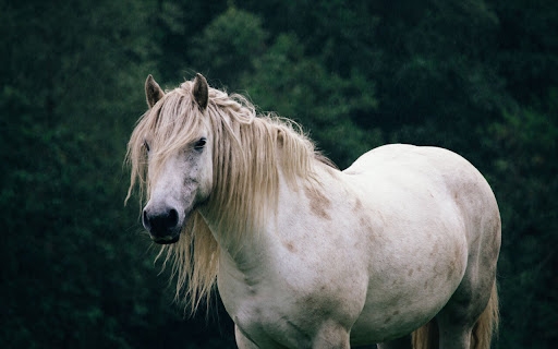 Majestic White Horse Standing in a Tranquil screenshot 2