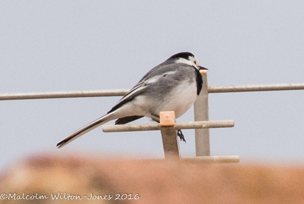 White Wagtail; Lavandera Blanca