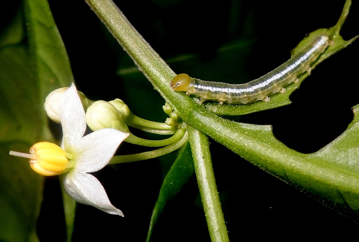 Clearwing caterpillar