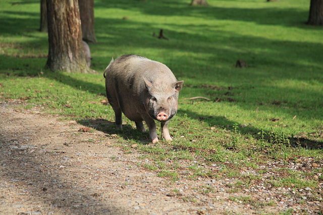 A pot bellied pig