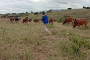 A Fulani herder moves his cattle in an area where violent conflicts between farmers and semi-nomadic herders have claimed the lives of hundreds of people in Nigeria. File picture.