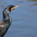 Great Cormorant (Corvo-marinho-de-faces-brancas)