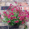 Diascia