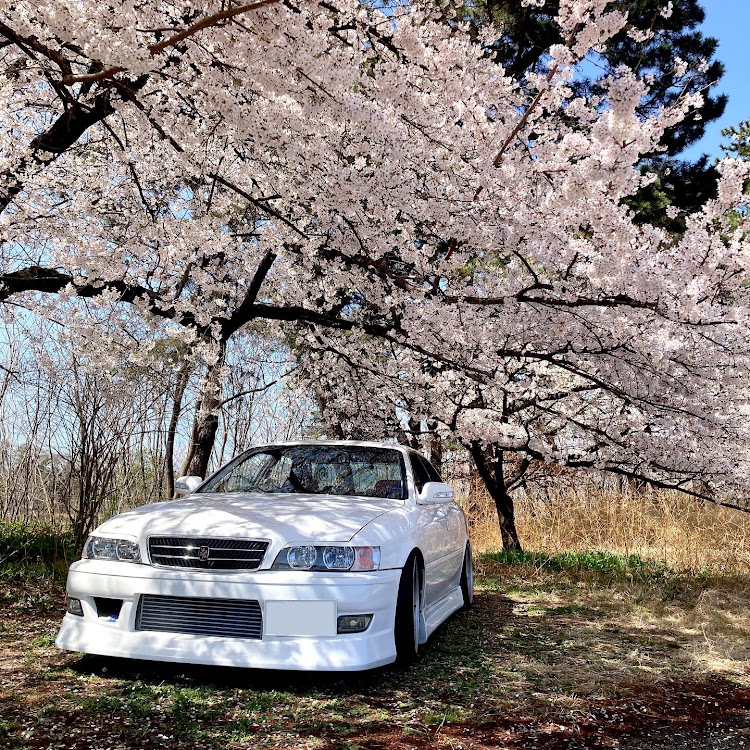 チェイサーの桜と愛車・桜・#jzx100・#チェイサー・RPF1に関するカスタム事例の投稿画像1枚目