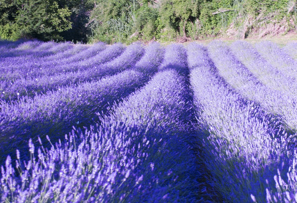 Estate tra la lavanda di Wolfman