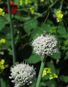 Butterflies and bees love flowering spring onions. 