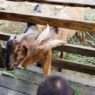 【羊世界教學休閒牧場】勇伯台灣羊庭園餐廳