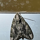 Hagan's sphinx moth