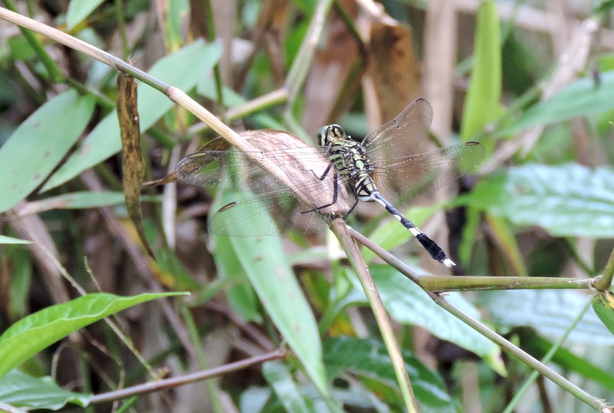 Variegated green skimmer / Slender skimmer