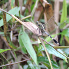 Variegated green skimmer / Slender skimmer