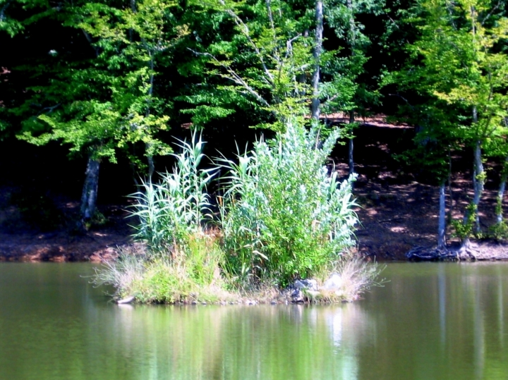 Riflessi nel lago di camilla2012