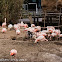 Greater Flamingo; Flamenco