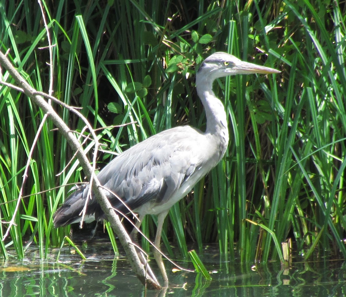 Grey heron